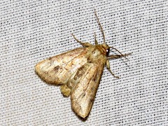 Mythimna languida