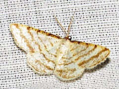 Heterostegane rectistriga