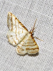 Heterostegane rectistriga