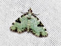 Piercia nimipunctata