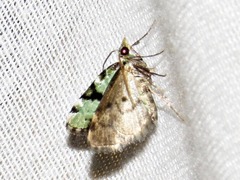 Piercia nimipunctata