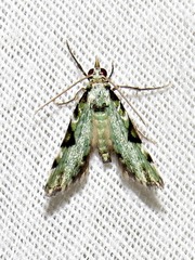 Piercia nimipunctata