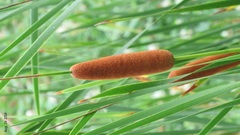 Typha orientalis