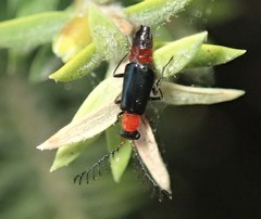 Balanophorus