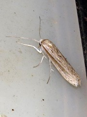 Crambus ellipticellus