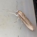 Crambus ellipticellus - Photo (c) Kate Braun, some rights reserved (CC BY-NC), uploaded by Kate Braun