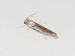 Crambus ellipticellus