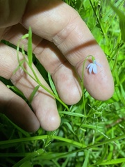 Lobelia quadrangularis