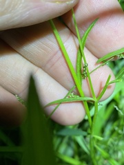 Lobelia quadrangularis