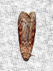 Lamoria adaptella