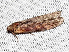 Lamoria adaptella
