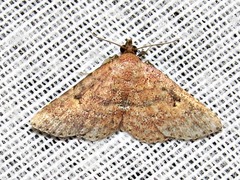 Cerynea thermesialis