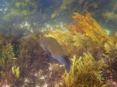 Prionurus maculatus
