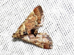 Zitha zonalis