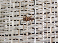 Cymatodera undulata