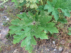 Heracleum sphondylium pyrenaicum