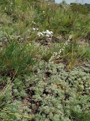Artemisia frigida