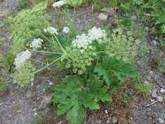 Heracleum sphondylium pyrenaicum