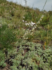 Artemisia frigida