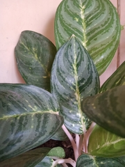 Aglaonema