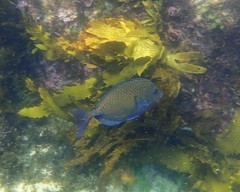 Prionurus maculatus