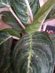 Aglaonema