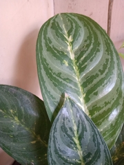 Aglaonema