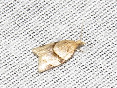 Clepsis hedrastis