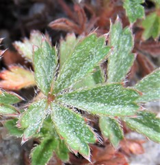 Potentilla nivalis