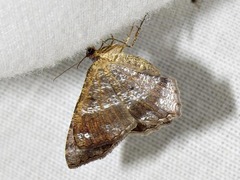 Chiasmia confuscata