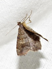 Chiasmia confuscata