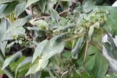 Solanum diphyllum