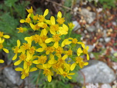 Jacobaea adonidifolia