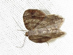 Chiasmia confuscata