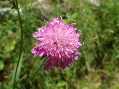 Knautia arvernensis