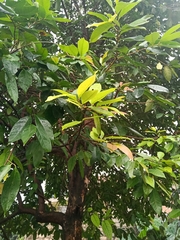 Syzygium polyanthum