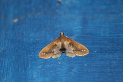 Diaphania fumosalis