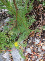 Jacobaea adonidifolia
