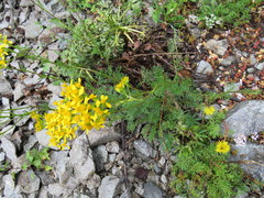 Jacobaea adonidifolia