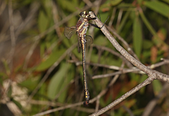 Petalura litorea