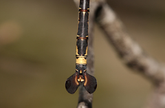 Petalura litorea