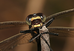 Petalura litorea