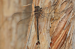 Petalura litorea