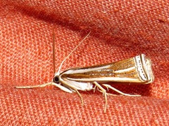 Ancylolomia prepiella