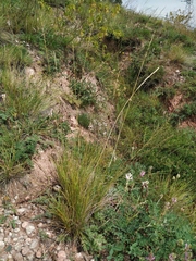 Pseudoroegneria geniculata
