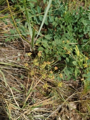Bupleurum bicaule