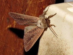 Aspidifrontia rufescens