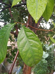 Syzygium polyanthum