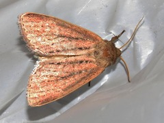 Aspidifrontia rufescens