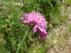 Knautia arvernensis